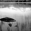 Rocks and Grass, Moraine Lake, 1936 - Ансел Эстон Адамс (Ansel Easton Adams)